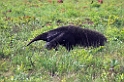 Giant Anteater